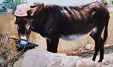 A live donkey scarecrow